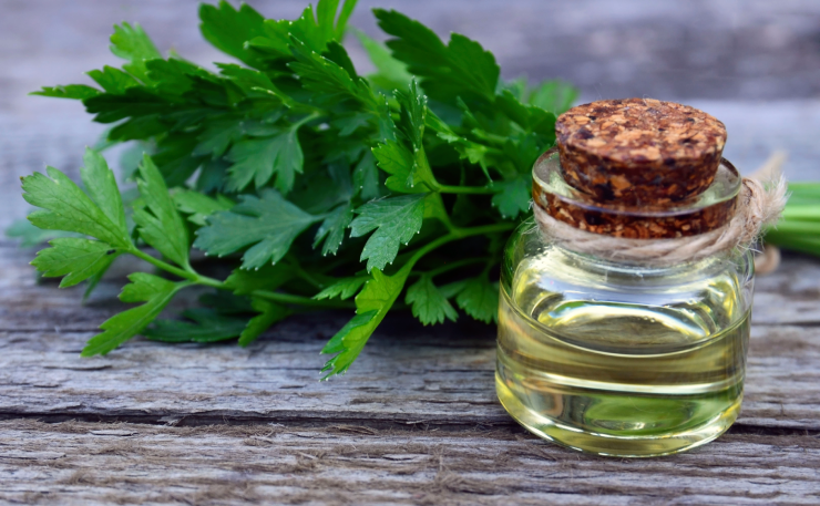 Coriander massage oil